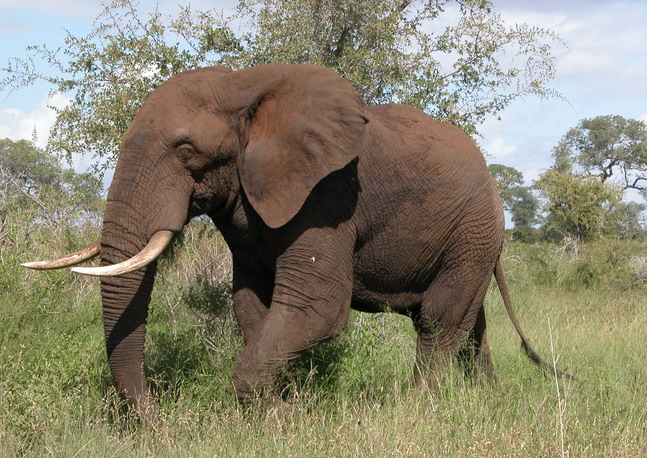 African Bush Elephant | The Animal Wiki | Fandom