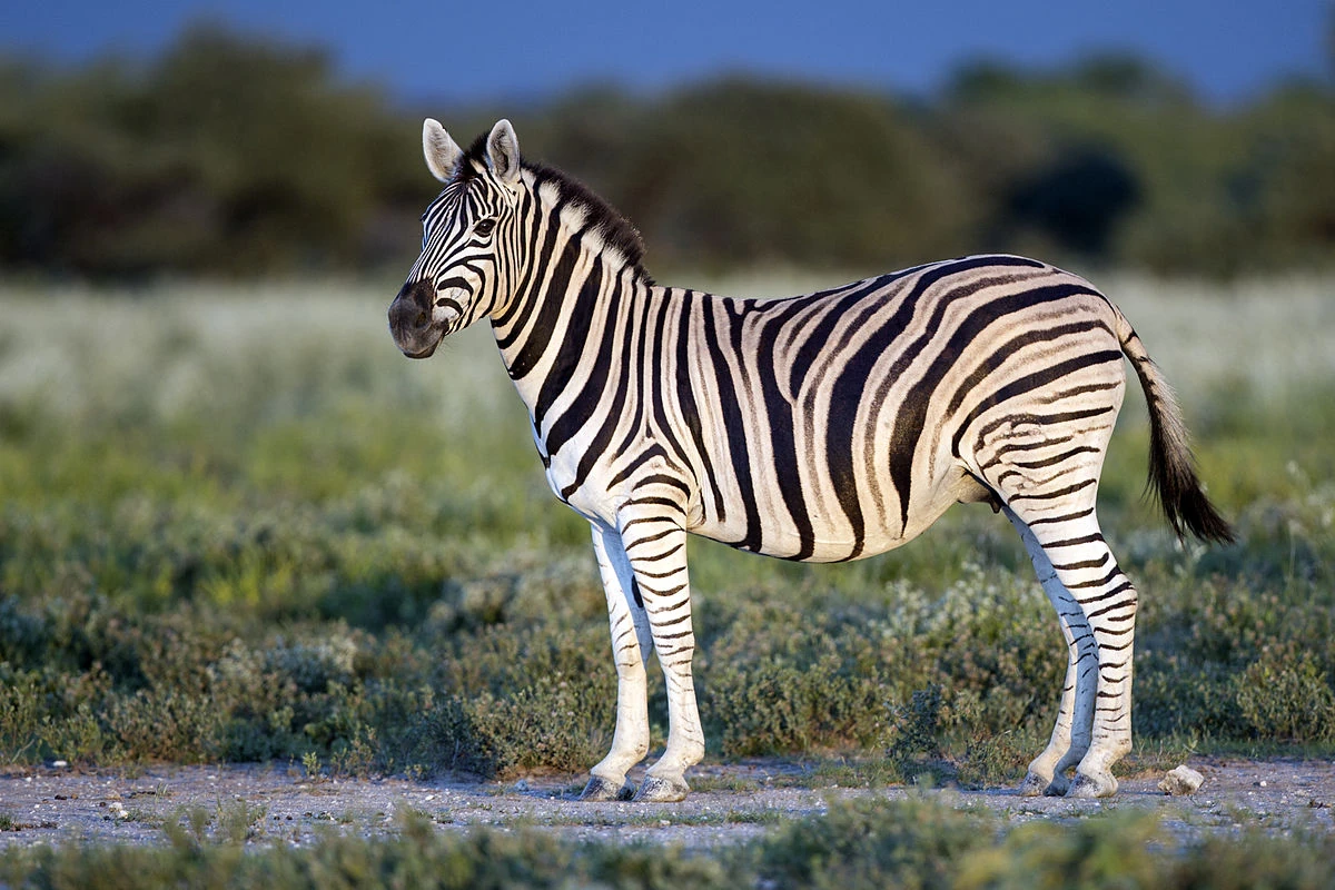 Plains Zebra The Animal Wiki Fandom