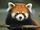 Red Panda