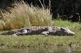 Nile Crocodile | The animal Wiki | Fandom