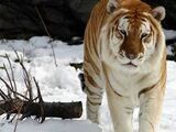 Golden Tiger