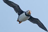 An Atlantic Puffin in flight.