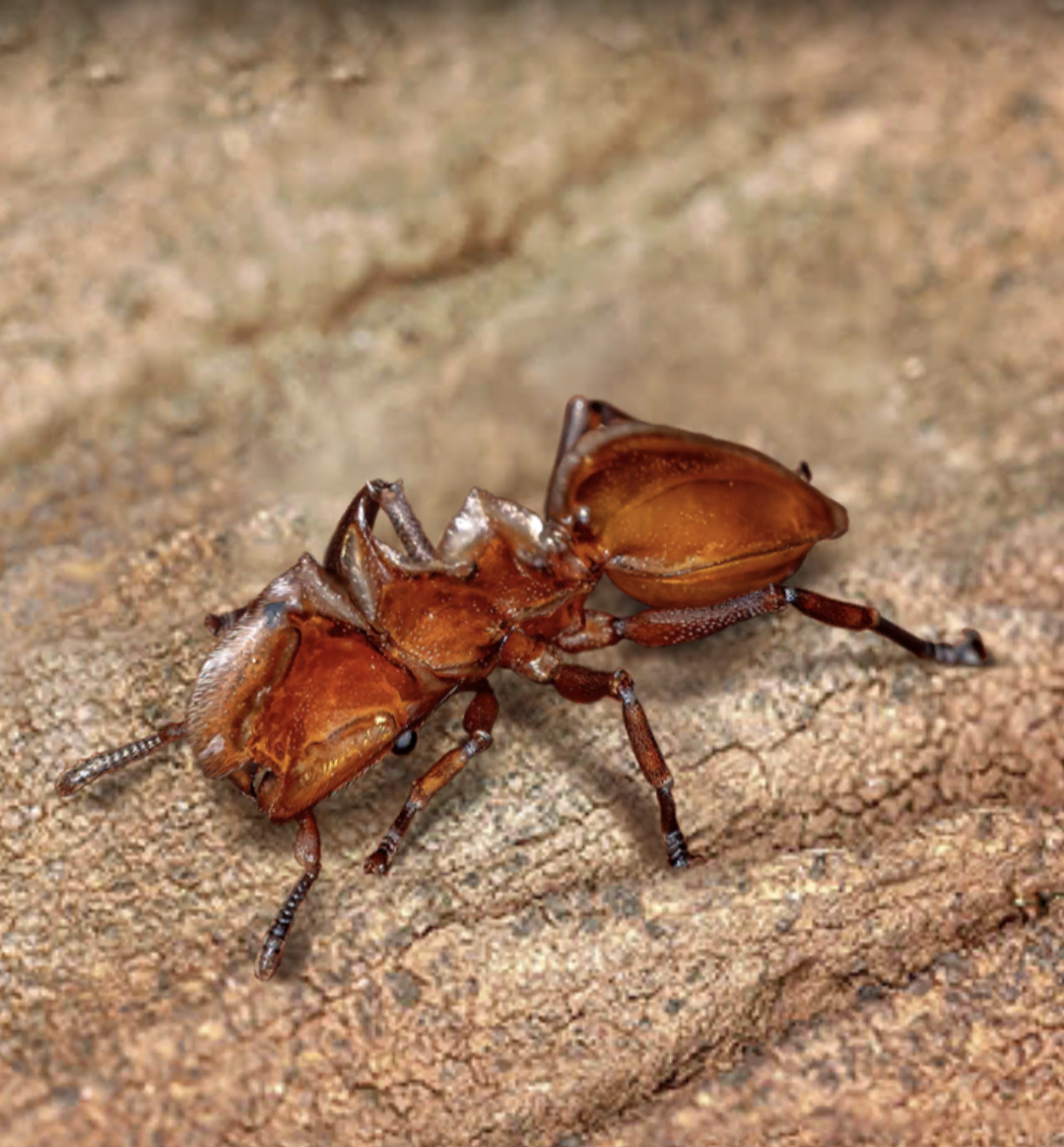 Amber Glider The Ants Underground Kingdom Wiki Fandom