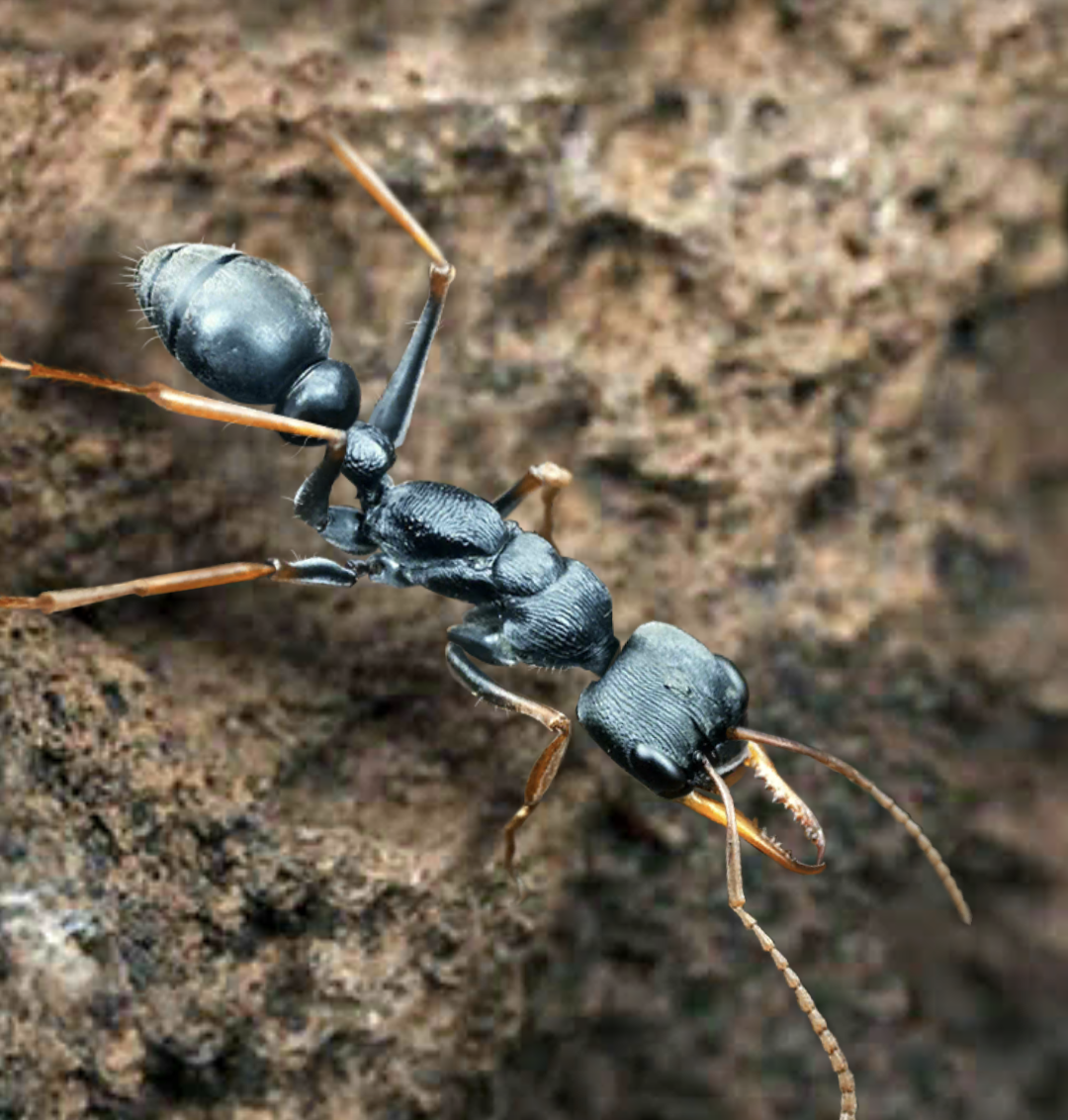 Jack Jumper | The Ants: Underground Kingdom Wiki | Fandom