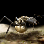 Ultrafacts — Gold-digging ant is an animal from Medieval