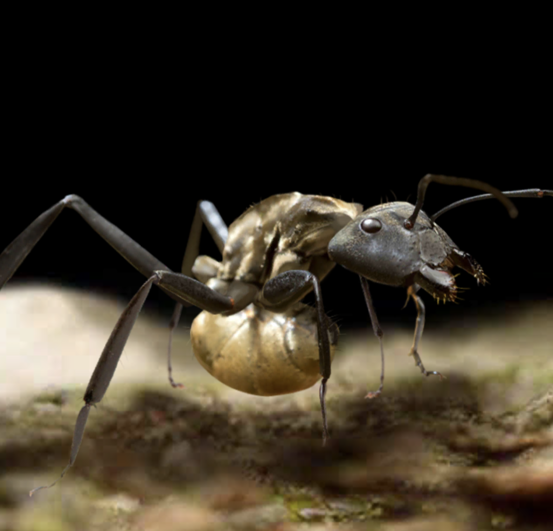 2_golden_histories_antsA_small, 2. The Gold-Digging Ants of…