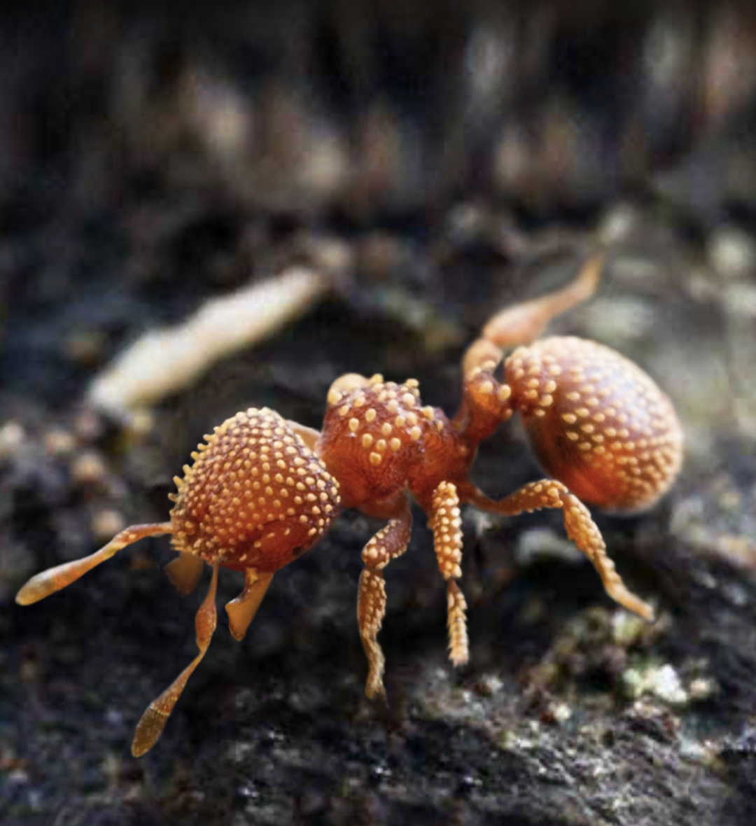 Thorn Ant The Ants Underground Kingdom Wiki Fandom
