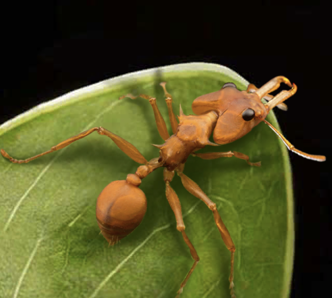 Gold-Digging Ant (Medieval Bestiary/India) - Giant, golden ants