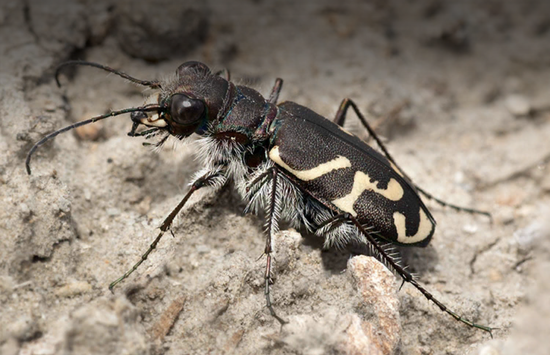 Tiger Beetle The Ants Underground Kingdom Wiki Fandom