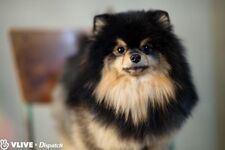 Yeontan VLIVE X Dispatch