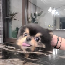 Yeontan Bts Wiki Fandom