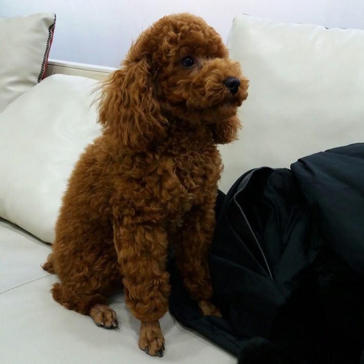 What is the Name of Suga's Dog?: Unleash the Secret!