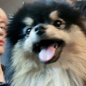 Yeontan Bts Wiki Fandom