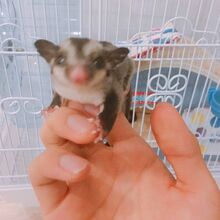 Odeng And Eomuk Bts Wiki Fandom