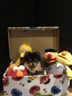 Yeontan | BTS Wiki | Fandom