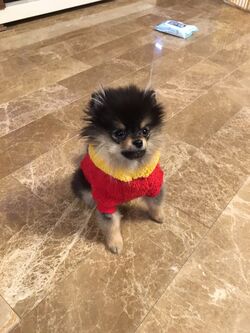 EXILE TRIBE - yeontan Yeontan | BTS Wiki | Fandom