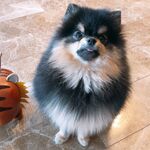 Yeontan (연탄)