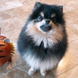 Yeontan V's Pet