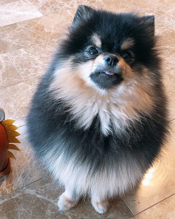 black and tan pomeranian