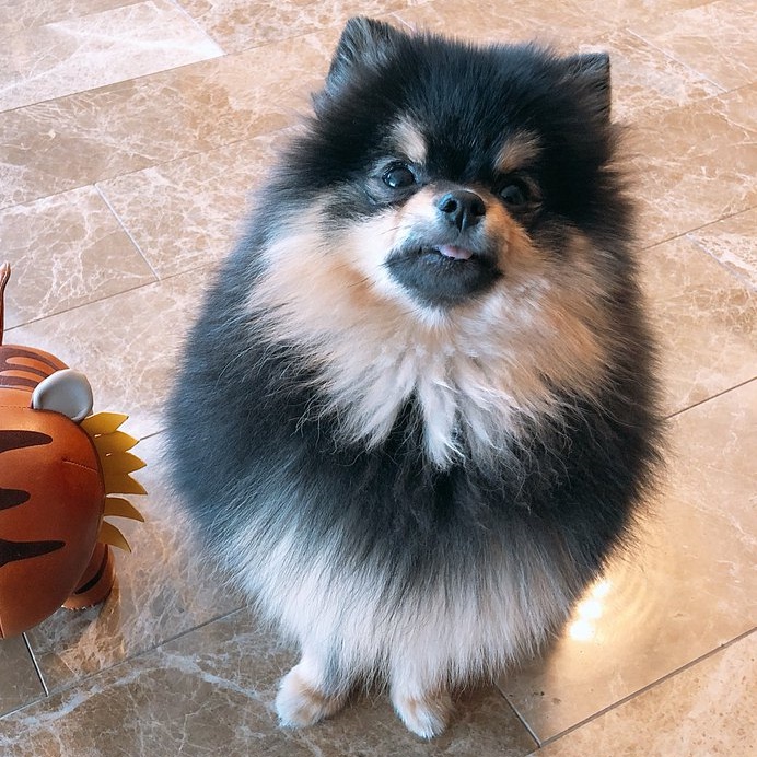 V's Rainy Days Music Video Features His Adorable Dog Yeontan