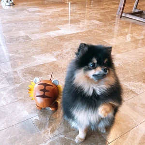Yeontan Bts Wiki Fandom