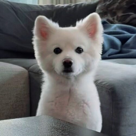 Rapmon RM's Pet