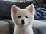 Rapmon
