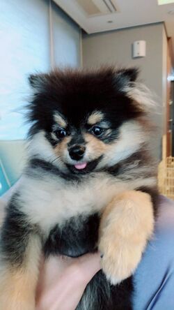 V dog sales