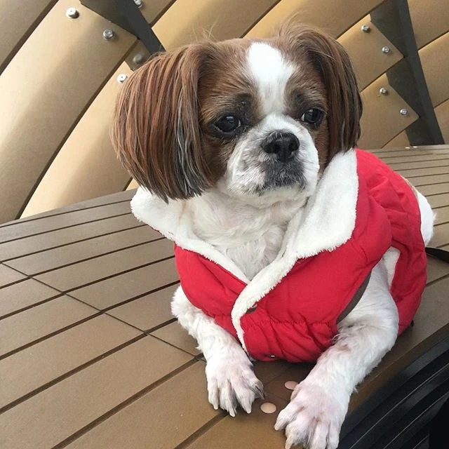 What animal is J Hope BTS? Fabalabse