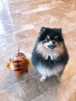 Yeontan | BTS Wiki | Fandom