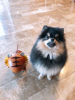 Dog v online