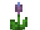 Pickerel Weed