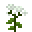 SmallBoneset