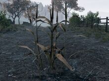 800px-Wheat plant.jpg