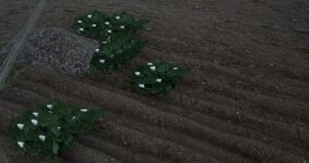 Planted cotton seeds.jpg