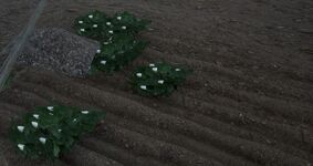 Planted cotton seeds