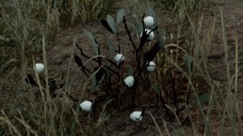 Cotton The Black Death Wiki Fandom