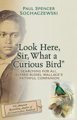 Curious Bird cover