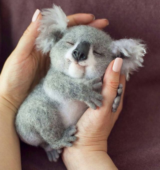 User blog:Phyrrian/Koala | The Cute animal Wiki | Fandom