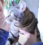 James' Cat, Lucy