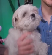 James' Dog, Molly