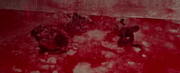 Hunt Wynorski Dead