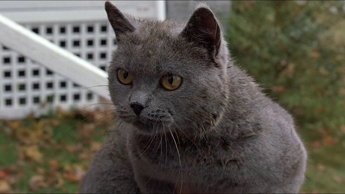 Pet sematary discount cat name