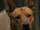 Sarii the Dog