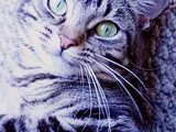 Lucy the Cat