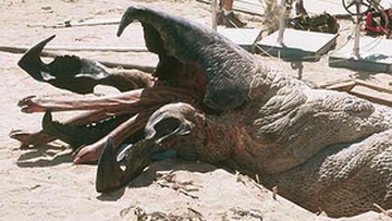 Tremors (1990) KILL COUNT, The Dead Meat Wiki