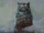 Yule Cat