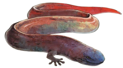 Imugi