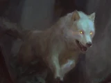 Maera
