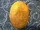 Cosmic Egg